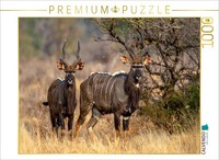 Puzzle Calvendo Des Antilopes Nyalas Dans La Savane | 1000 PièCes, Format Assemb