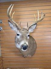 FHMN7 - Whitetail Deer Real Antler Deer Taxidermy Mount