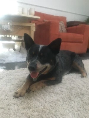 gumtree blue heeler