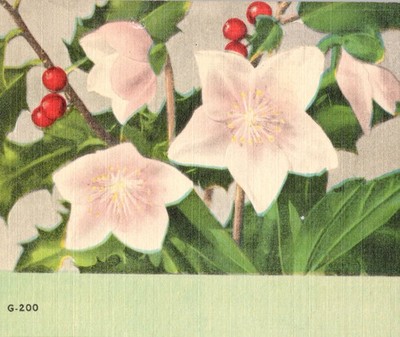 Christmas Rose Holly Legend Linen Postcard Asheville NC G-200 E-11971