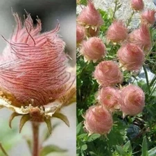 55+ GEUM PRAIRE SMOKE / CHERRY DROP / DEER RESISTANT PERENNIAL FLOWER SEEDS