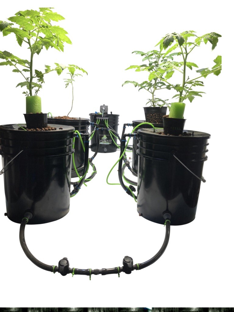 Deep Water Culture Hydroponics: A Beginner's Guide to DWC