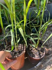1 pot purple/red/yellow Sugar Cane Plants Juicing Chewing Sugarcane Organic grow