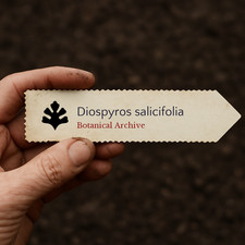 Diospyros salicifolia  100 SEEDS - Willow-leaved persimmon  Willow persimmon