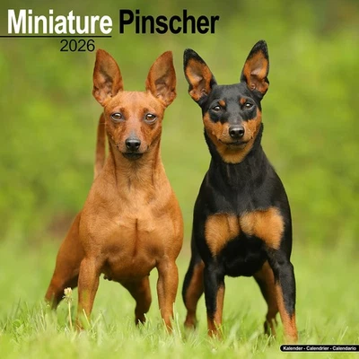 MARBLE CITY PRESS Miniature Pinscher Calendar 2026 | 12x24" 16 Months | Dog Breed Gift Wall