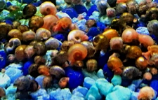 100+ SMALL Ramshorn Snails - Pea Puffer Feeder Special - Assorted Color - LIVE