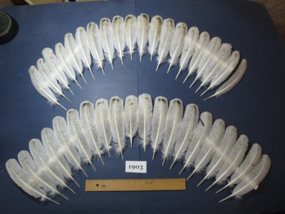 40 Stück echte Truthahn Flügelfedern, Fliegenbindematerial, lange Federn. (1903)