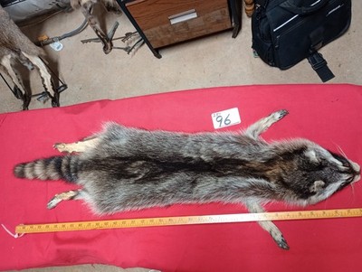 tanned raccoon pelt with feet claws winter hide skin animal fur good leather