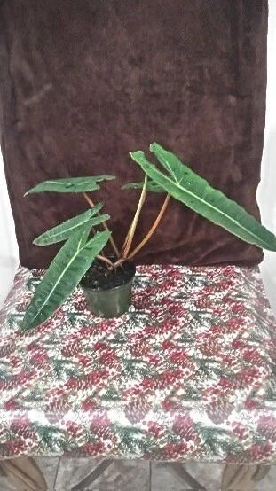 Alocasia Billie In Pot Medium Size
