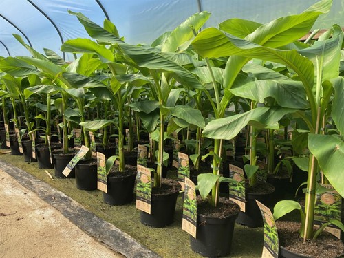 1x 3FT Extra Large Musa Basjoo winterharter Bananenbaum hoch von Direct Plants