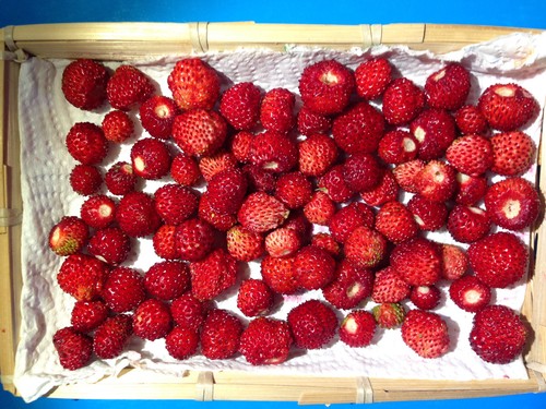 100 SEMI DI FRAGOLINE DI BOSCO, spedizione GRATIS con Posta 1 - Zdjęcie 2 z 10