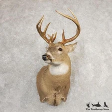 #21080 P | Whitetail Deer Taxidermy Shoulder Mount For Sale