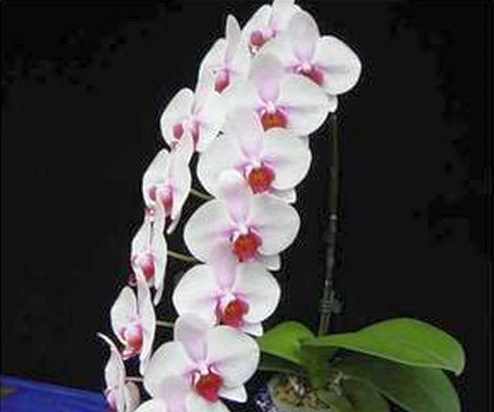 33 PCS Phalaenopsis Orchid Flower Seeds F66~F68, Plant Butterfly Orchid - Image 4 of 4