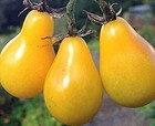 Yellow Pear Tomato Seeds 200 SEEDS NON GMO BUY 4 FREE SHIPPING