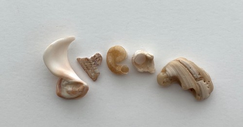 DREAM natural shell fragment letters beach seashells craft art word surf tumbled - Imagen 12 de 12