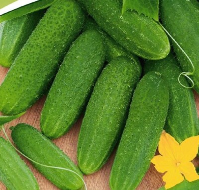 Samen Saatgut Einlegegurken Restina 30 Korn  robustest früh Freilandgurke