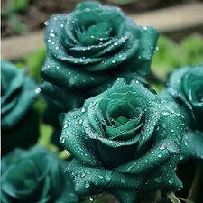 20 Scottish Green Rose Seeds - Non-GMO Heirloom Variety for Your Garden