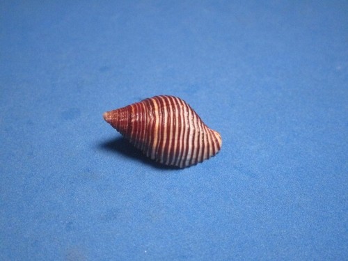 Cantharus undosus Linnaeus, 1758 "SOLOMON ISLANDS" (27.8mm)