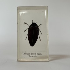 Real Life Bugs And Insects Taxidermy African Jewel Beetle In Glass Resin Block