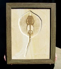 FABULOUS FRAMED MALE HELIOBATIS STINGRAY WITH MATING GRASPERS INTACT- BEAUTIFUL!