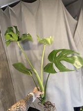 monstera cutting