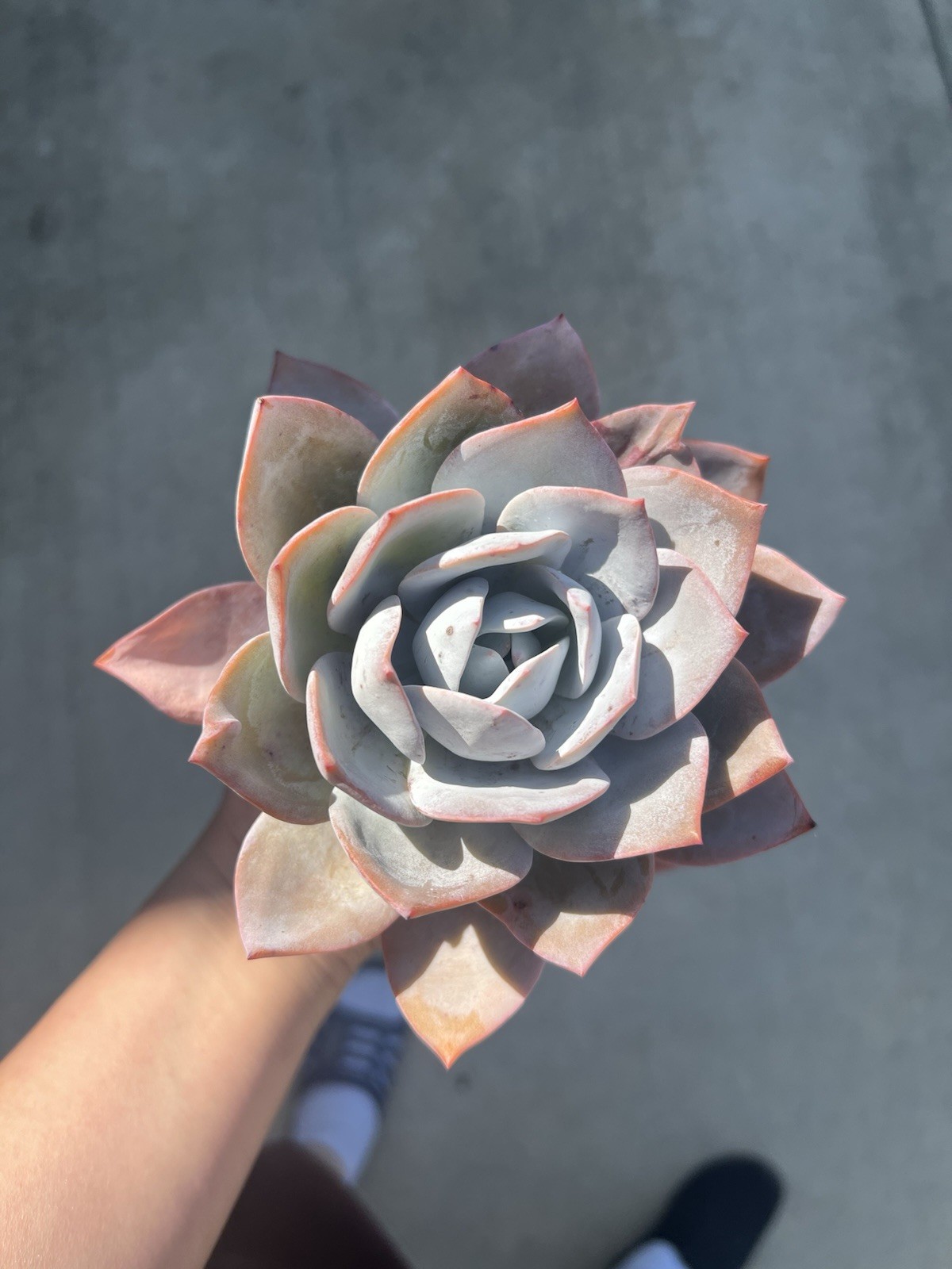 5” Echeveria Cante, Live Succulent Plants, Rare pink succulent 