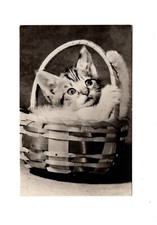 AK Tierpostkarte Niedliche Katze / Kätzchen / Kitten