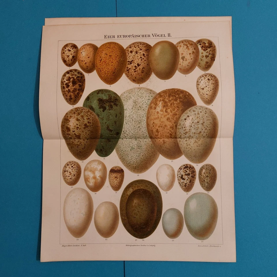 2 x Orig.(1895) Chromolithographie  EIER Europäischer Vögel  m.Beschreibung.  - Bild 4 von 4