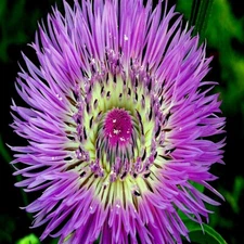 25 AMERICAN ROSE BASKET FLOWER SEEDS Centaurea americana Cold Hardy Garden Plant