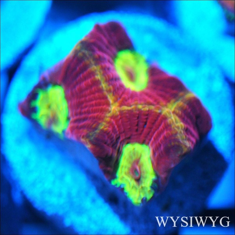 Corals of Eden ~ WYSIWYG Live Coral Frag ~ CB Blood Moon Favia ~ LPS
