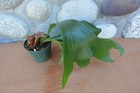 RARE PLATYCERIUM HILLII WIDE IN 4" POT - STAGHORN US GROWN — photo 4