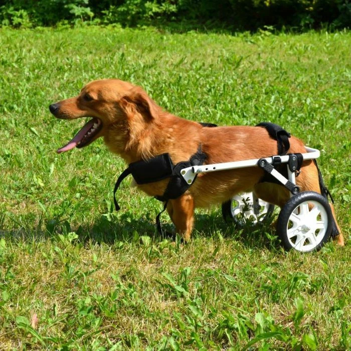 The Handicapped Dog Trolley Size XS-XXL - Image 3 of 3