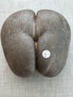Coco de Mer Nut Seychelles Collectable Rare Natural Valleè De Mai