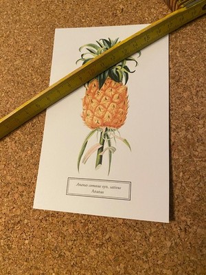 Postkarte ungelaufen Botanicals selt botanis Archiven New York Botanical Garden