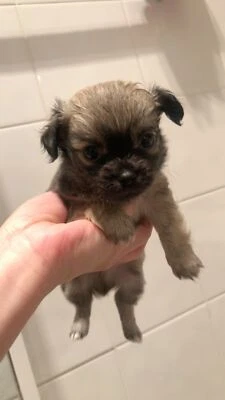 gumtree chihuahua dogs for sale