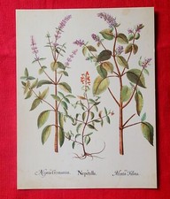 NEPETELLA - PLANCHE BOTANIQUE / HERBORISTERIE DÉCO VINTAGE BON ÉTAT