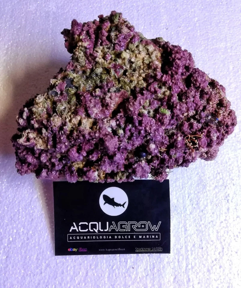 ✅NEW! Rocce Vive ORIGINALI FIJI Qualità ULTRA Premium Acquario marino Tropicale - Immagine 2 di 4