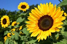 100 Graines de Tournesol en Vrac, Hélianthe, Soleil, Helianthus annuus