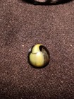 Marble King St Mary's Transparent Peewee Bee Size 0.40" — photo 7