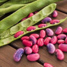 Scarlet Runner Bean Seeds (Pole) | Magic Beans Red Flower Vining Plant Seed 2025