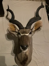 Greater Kudu Antelope Taxidermy  Shoulder  Mount