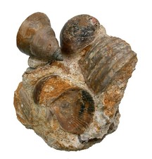 Dogger  Schaustufe mit Laevitomaria amyntas, Eopecten & Bivalvia  Evrecy  S9-9