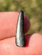 NICE Pterosaur Tooth from Niger Fossil Flying Dinosaur Tooth Cretaceous Rare