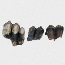 Fossilien 3 STK Hirsche Backenzähne Cervidae Quartär Pleistozän Eiszeit