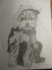 my original pencil drawing  of yorkshire terrier