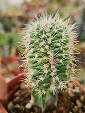 Echinocactus Grusonii Crestata Innestata cactus succulente piante grasse