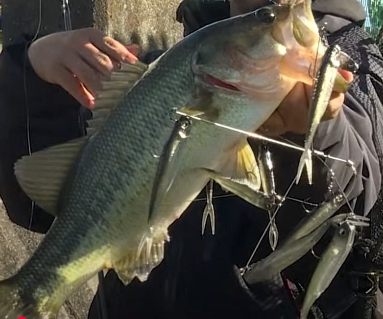 RAID JAPAN GHOST WIRE NEXT LEVEL FULL FISH HOLO Swimbait Lure New - Image 2