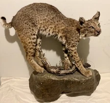 Rare Bobcat Full Body Wall Mount Custom Wood Base Taxidermy Cabin Decor .