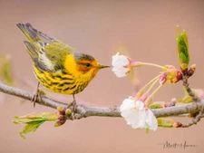 Cape May Warbler at Flower by Matthew Huras Fine Art Print Wildlife Bird 17x22