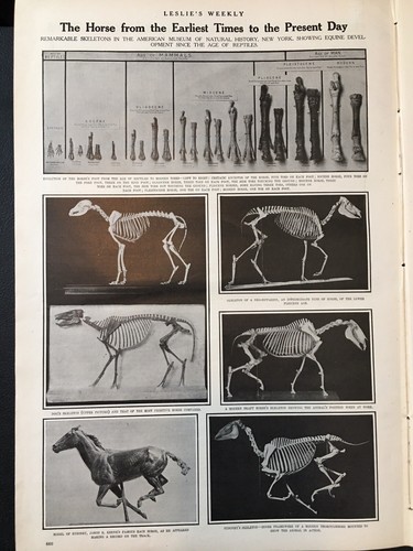 New Years 1909 Japanese New Year-Horse Evolution-Best Railway Stations - Picture 5 of 18